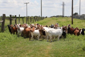 Image of goats