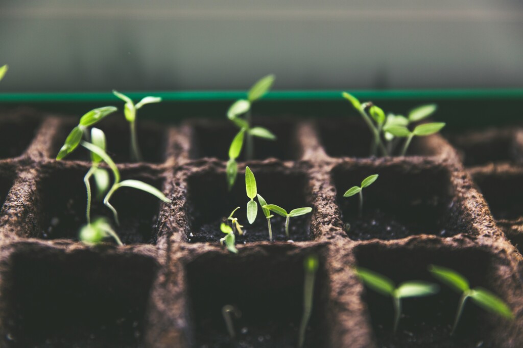 Edible Gardening For All