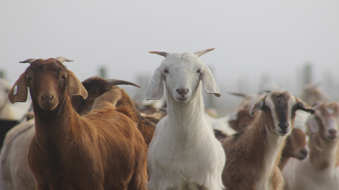 White Goat Looking In Lens Beside Brown Goat