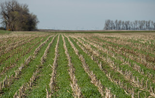 Cover Crops